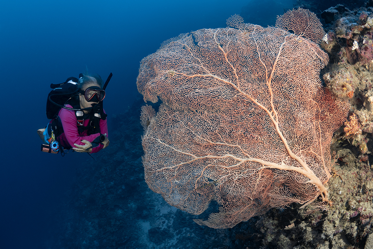 Professional Dive Exploration at Metita Island Reveals Over 70 Untouched Dive Sites