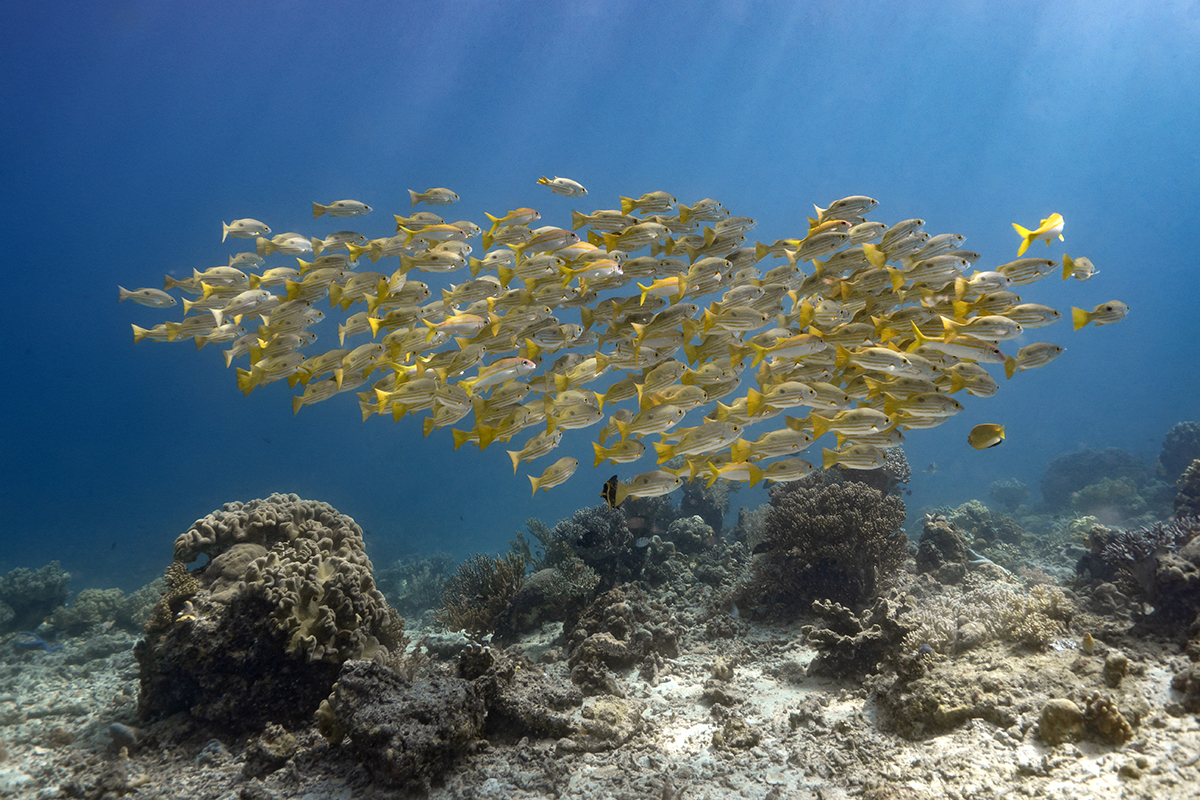 Meet the Marine Life Around Metita Resort