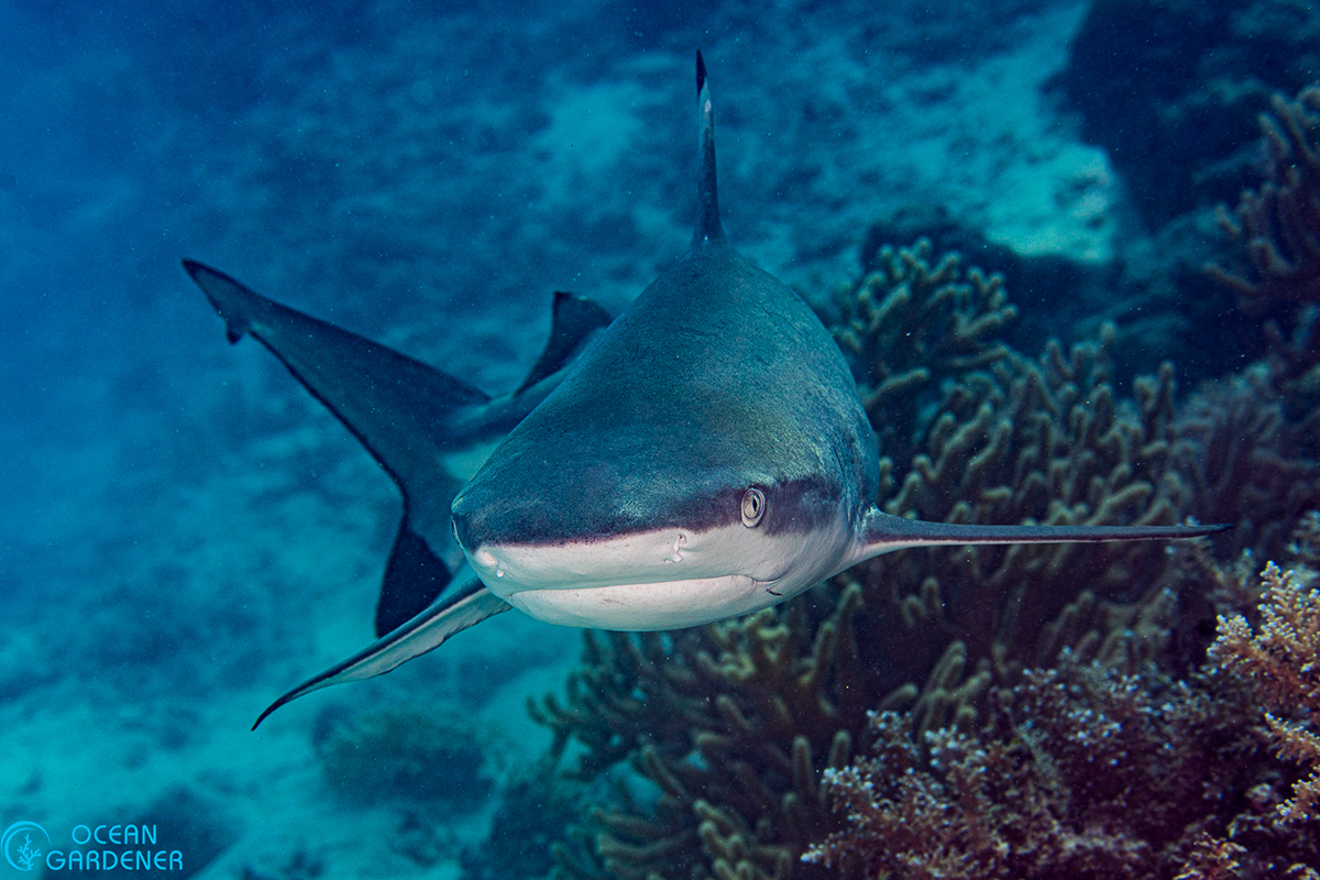 Diving Morotai: Experts Reveal the Hidden Coral Treasures Around Metita Resort