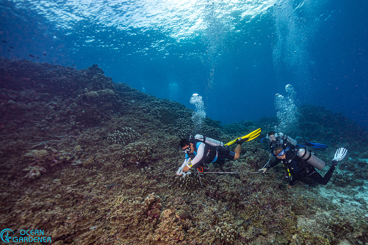 Diving Morotai: Experts Reveal the Hidden Coral Treasures Around Metita Resort