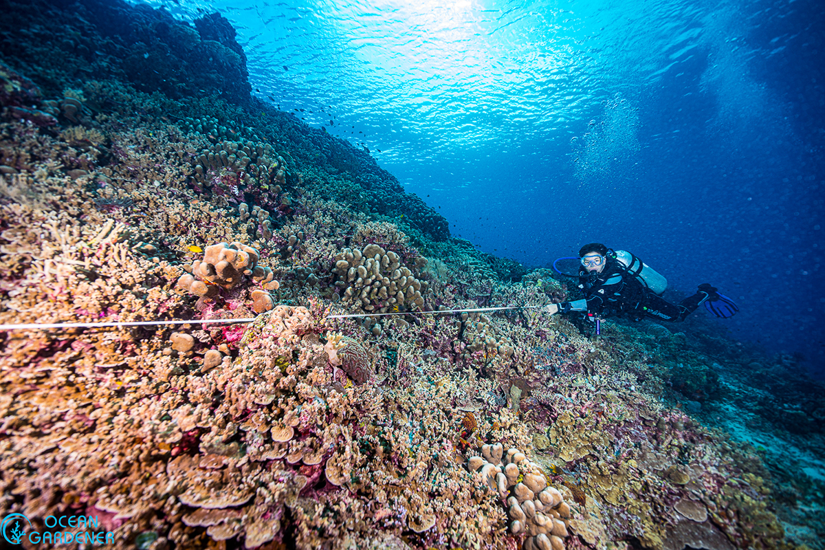 Diving Morotai: Experts Reveal the Hidden Coral Treasures Around Metita Resort