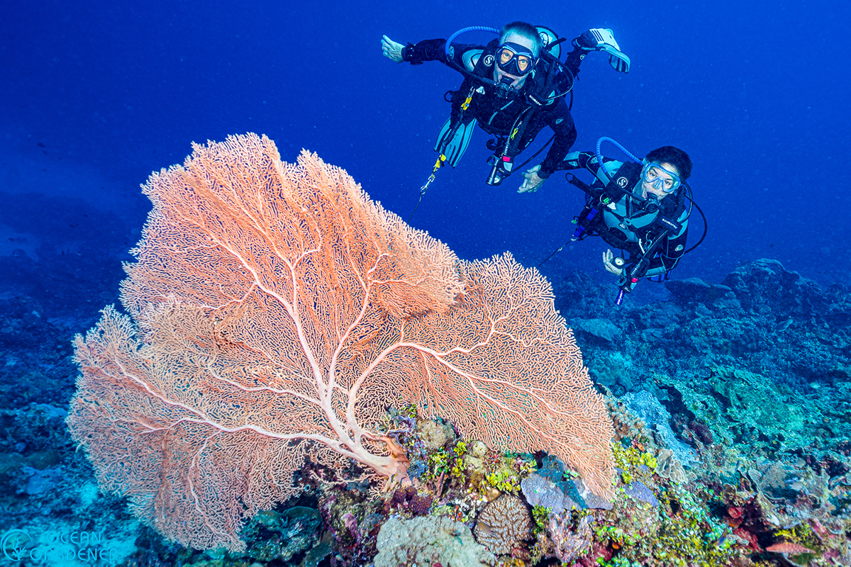 Diving Morotai: Experts Reveal the Hidden Coral Treasures Around Metita Resort